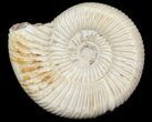 Perisphinctes Ammonite - Jurassic #45417-1